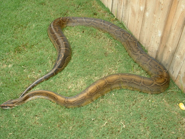 Burmese