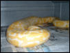 burm ovulation