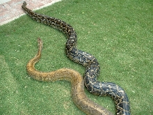 B strain and Normal Burm