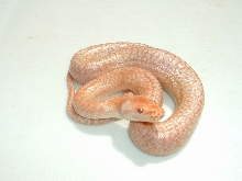 albino granite '04