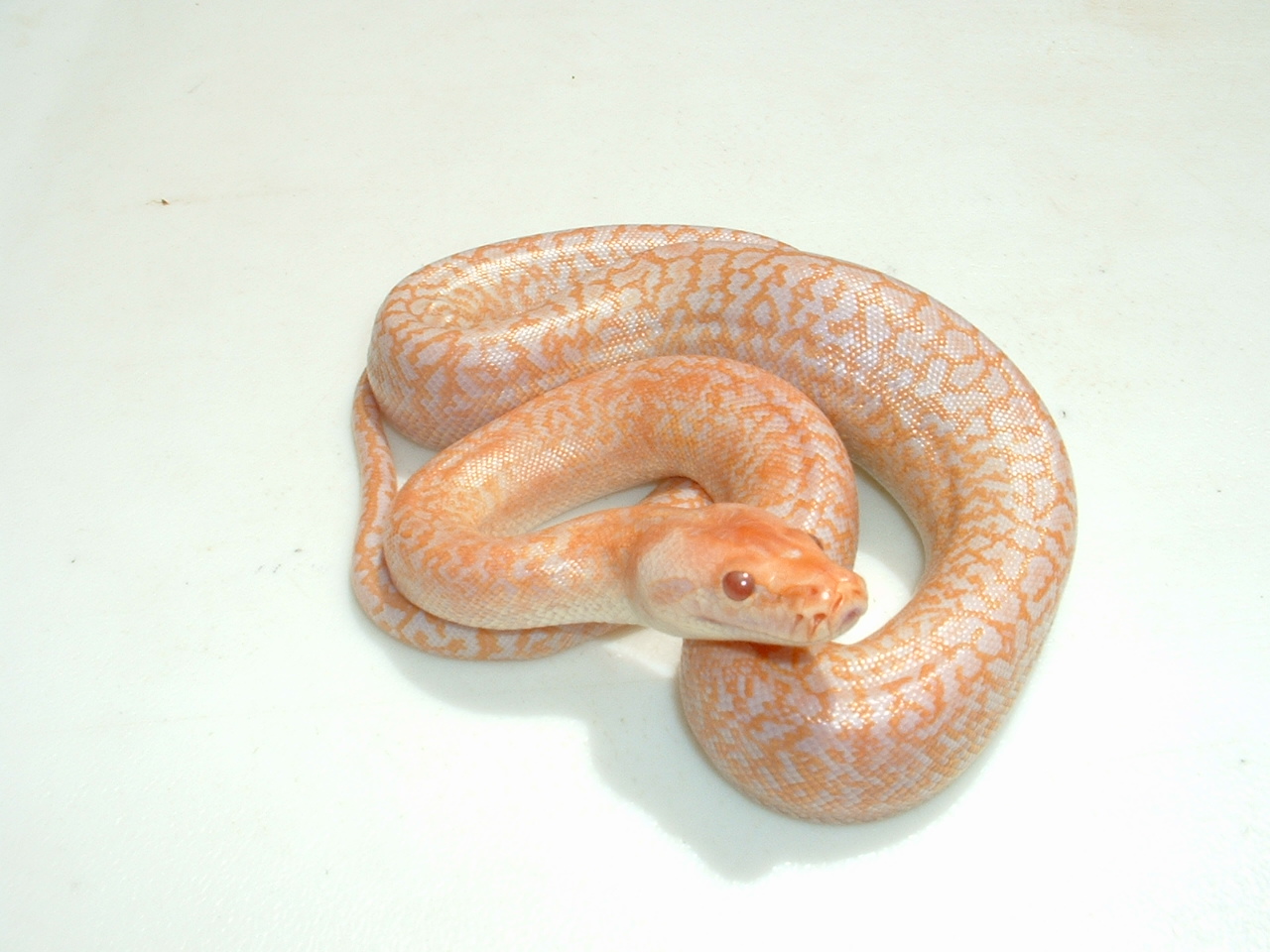 albino granite '04