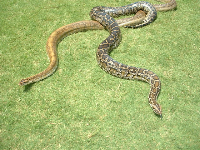 B strain 3 and Normal Burm