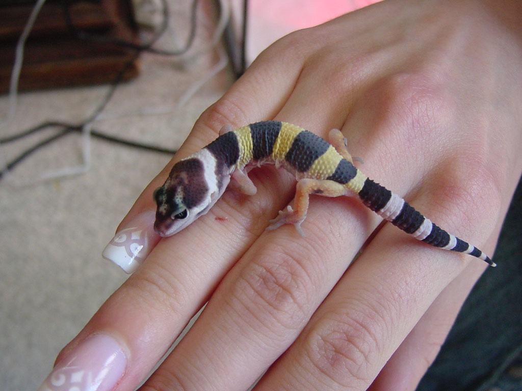 Angel hatchling pic 2