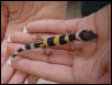 Crystal hatchling 1