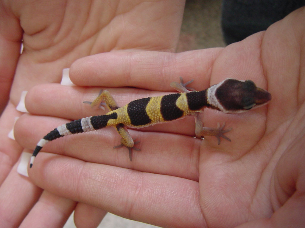 Crystal hatchling 1