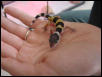 Crystal hatchling 1 pic 2