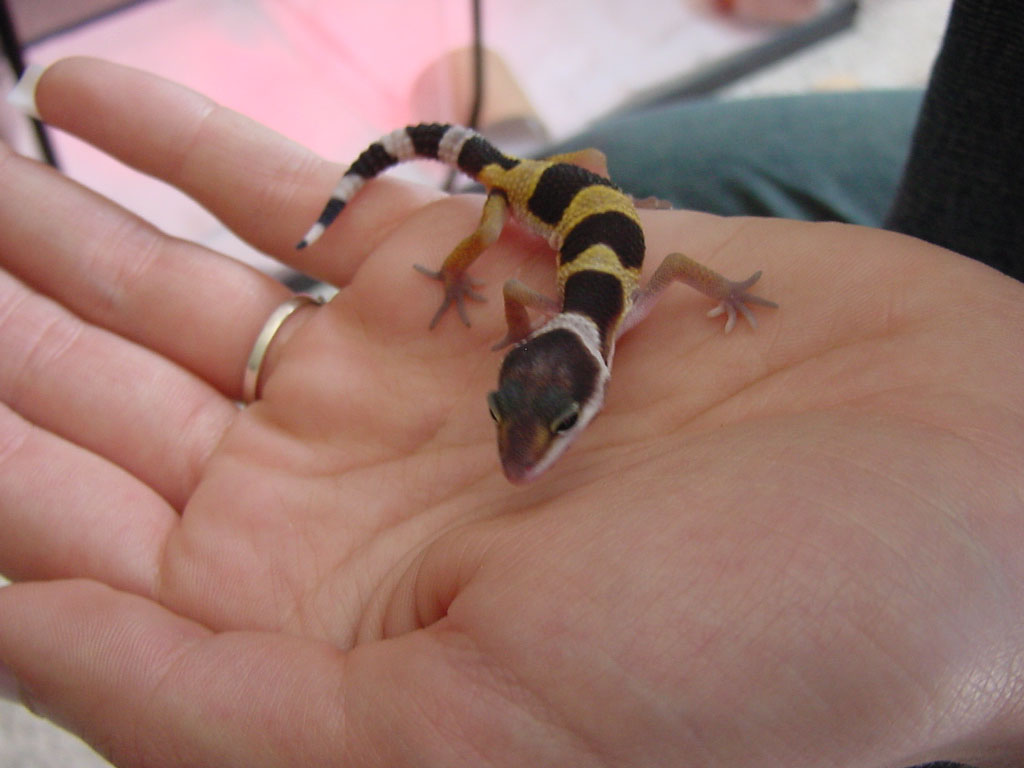 Crystal hatchling 1 pic 2