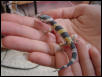 Crystal hatchling 2