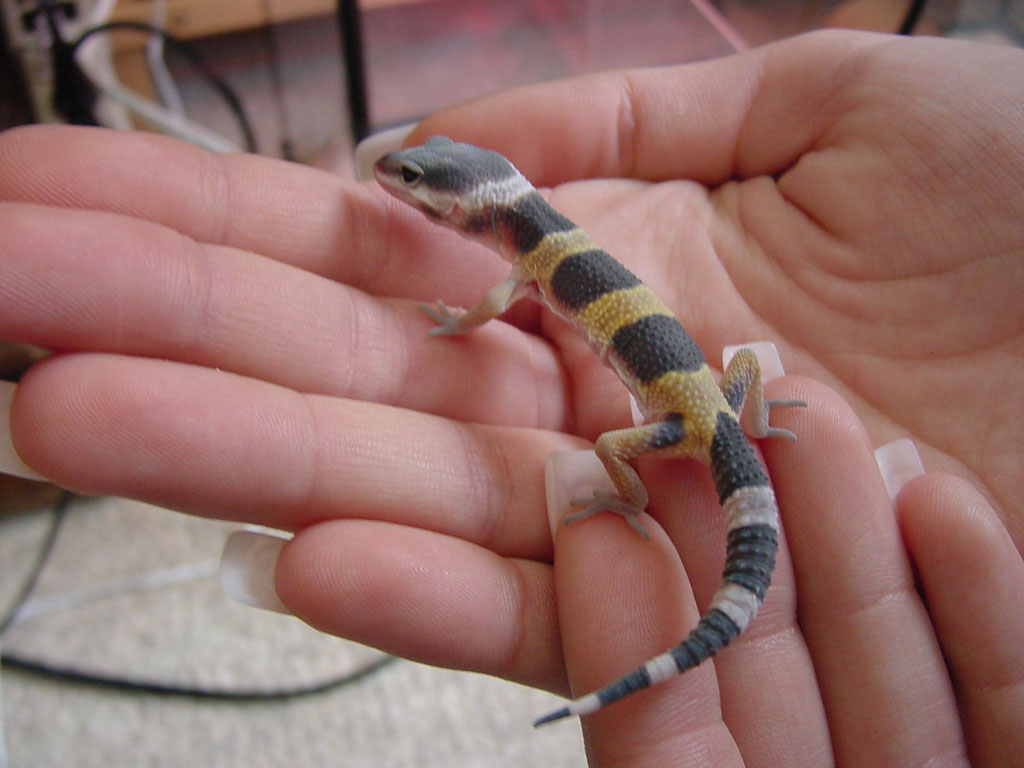 Crystal hatchling 2