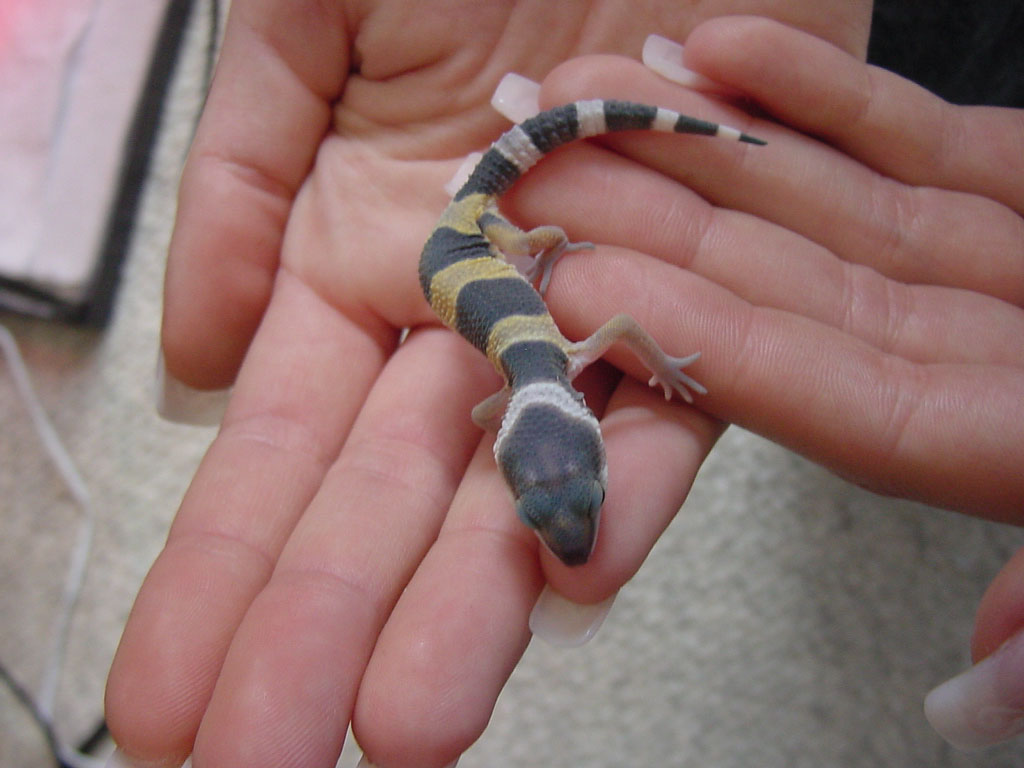 Crystal hatchling 2 pic 2