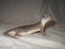 Hardwickii Uromastyx