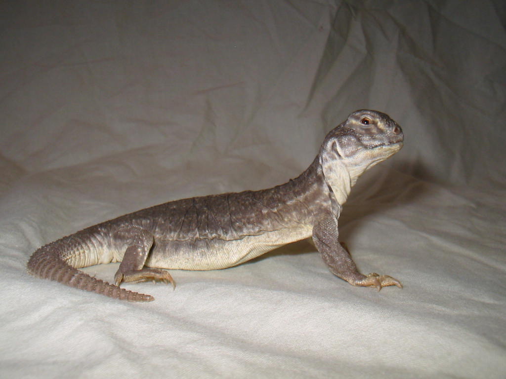 Hardwickii Uromastyx