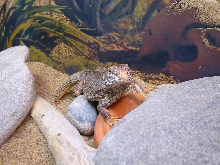 Mali Uromastyx