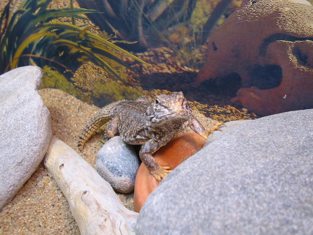 Mali Uromastyx