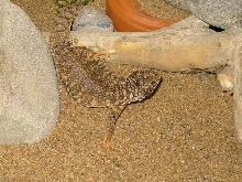 Mali Uromastyx
