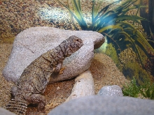 Mali Uromastyx