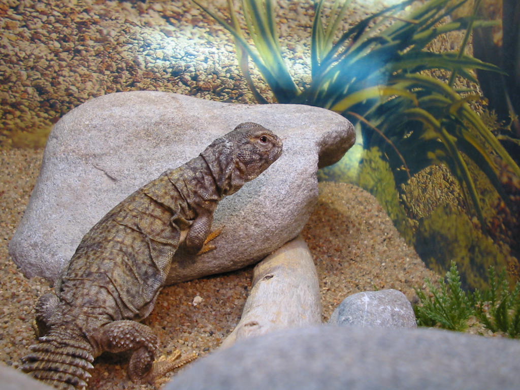 Mali Uromastyx