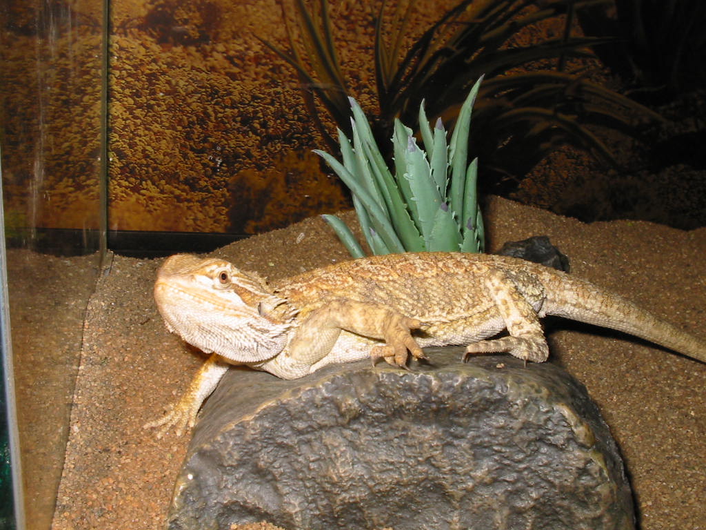 Bearded Dragon