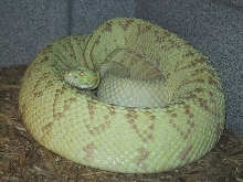 Xanthic Durissus Culminates