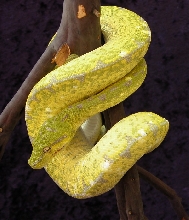D'Argo