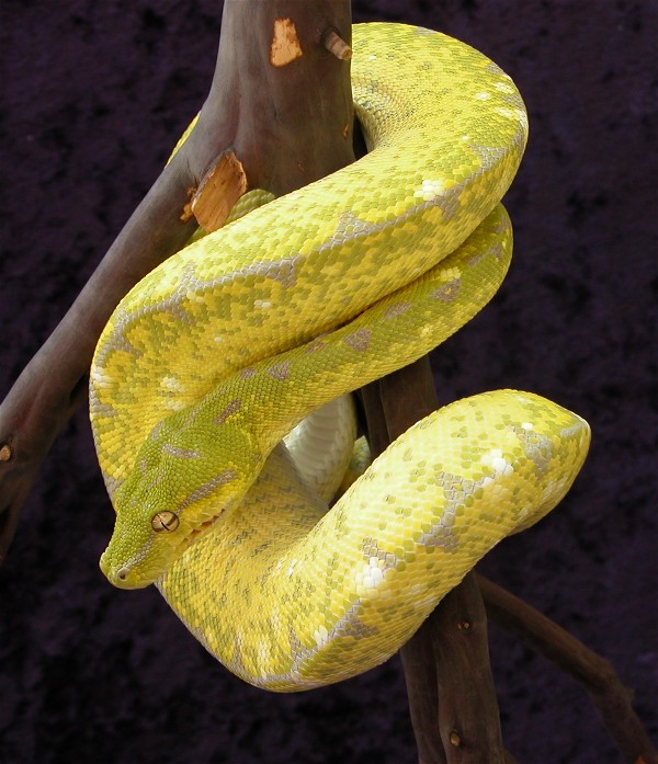D'Argo