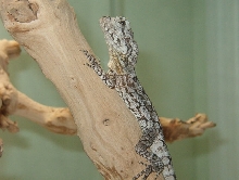 Frilled Dragon