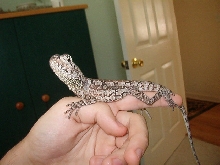 Frilled Dragon