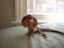 Frilled Dragon