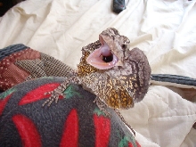 Frilled Dragon