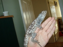 Getting big