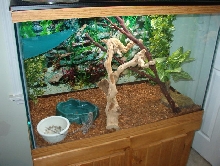 Frilled Dragon Tank