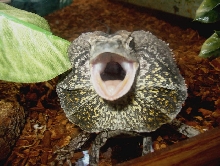 Frilled Dragon