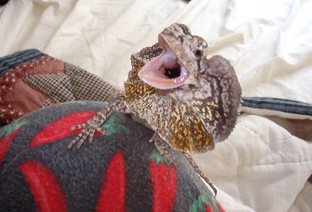 Frilled Dragon