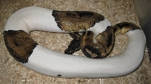 Male Pied