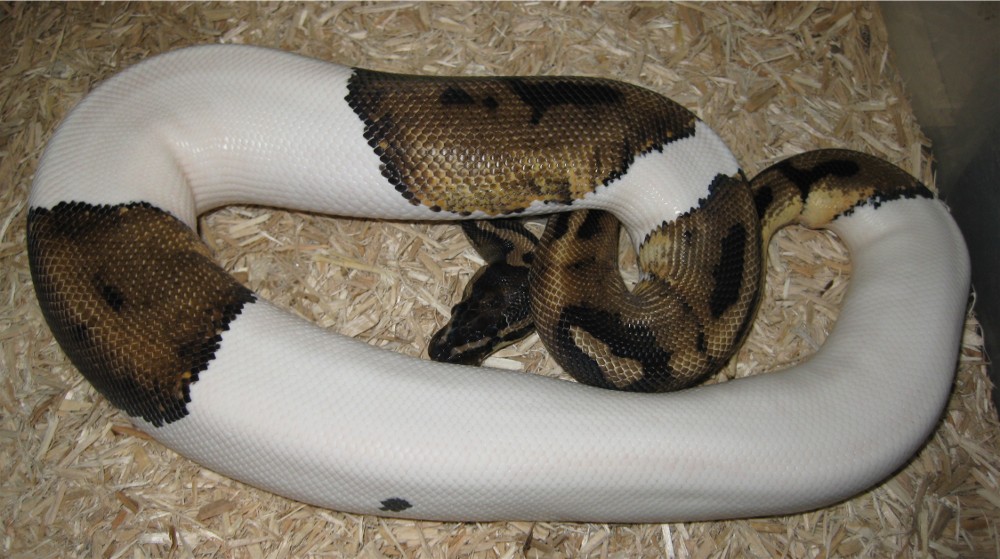 Male Pied