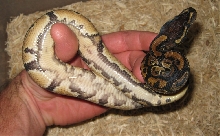 Pied Het