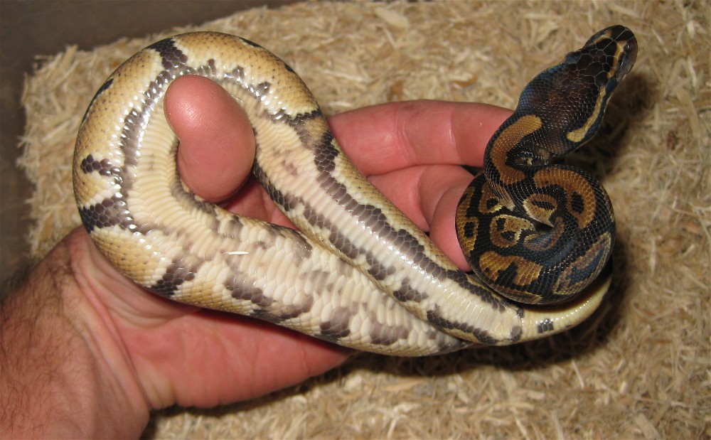 Pied Het