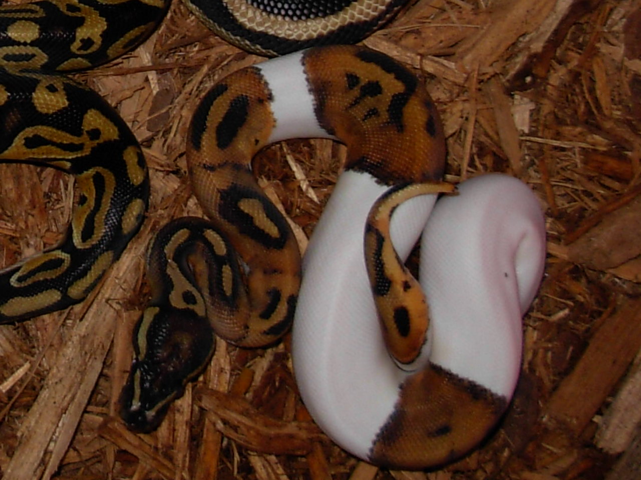 pied