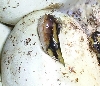 Babies hatching