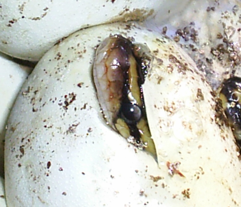 Babies hatching