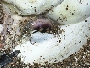 pastel pipping