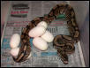 EGGS