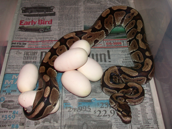 EGGS