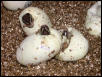 balls hatching