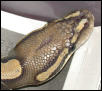 Ghost Ball Python