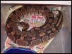 Gravid Female