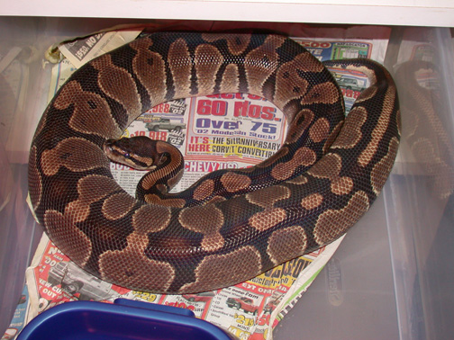 Gravid Female