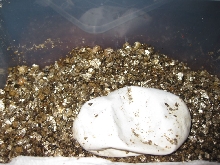 shriveled egg