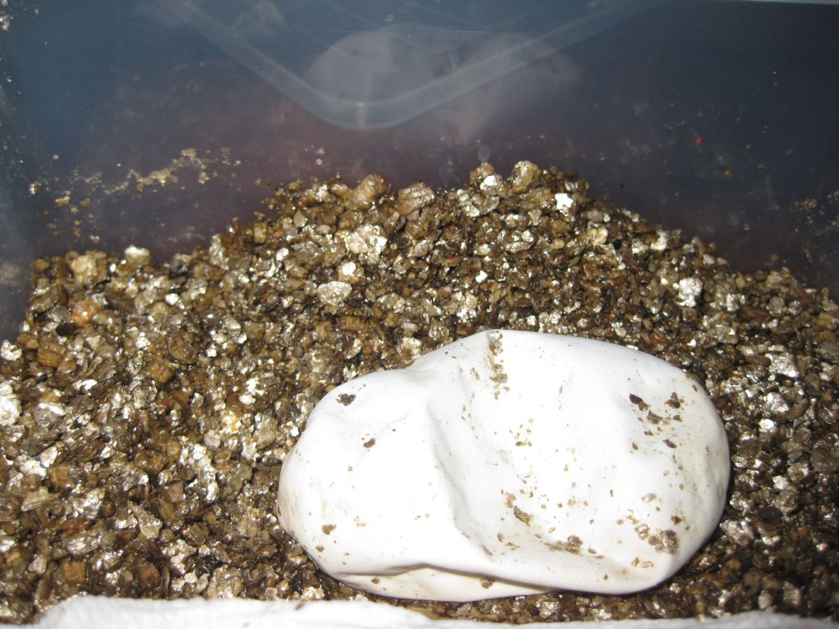 shriveled egg