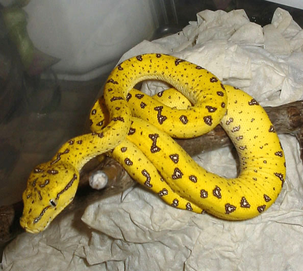 My green tree python (Aru)